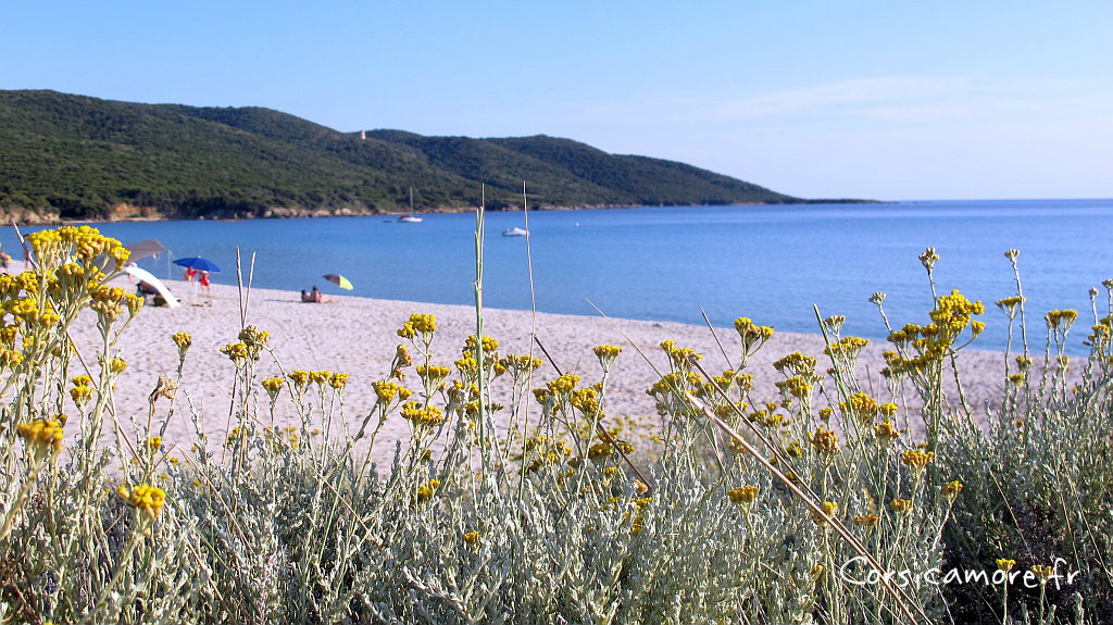 Cupabia et immortelles de Corse